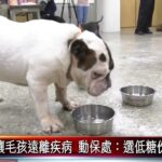 20240102 肥胖寵物警報！預防糖尿病從飲食與運動開始