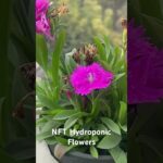 NFT Hydroponic Flowers