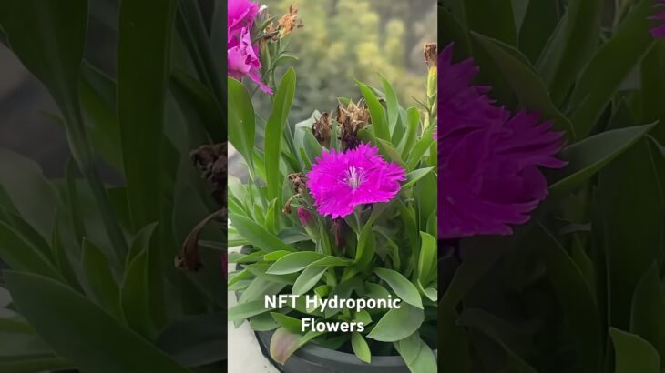 NFT Hydroponic Flowers