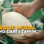 Peluang Melon Hidroponik NFT Dalam Greenhouse, Bisa Balik Modal Kurang Dari 1 Tahun