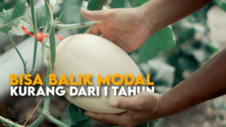 Peluang Melon Hidroponik NFT Dalam Greenhouse, Bisa Balik Modal Kurang Dari 1 Tahun