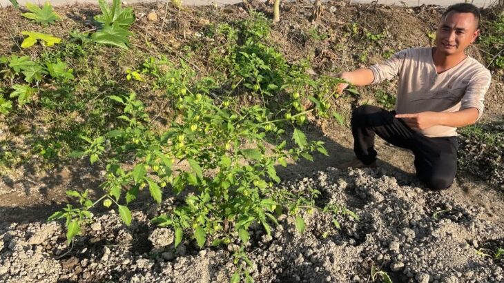 发现一株稀有植物，果实被老人称作糖尿病的克星，拍给大家认识下