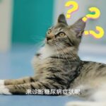 如果发现自家猫咪患有糖尿病？记着这些就够了