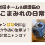 2ニャン🐱🐱受診🏥糖尿病の今後の治療は？真菌発覚ニャンは？