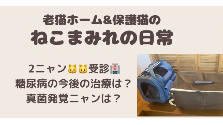 2ニャン🐱🐱受診🏥糖尿病の今後の治療は？真菌発覚ニャンは？