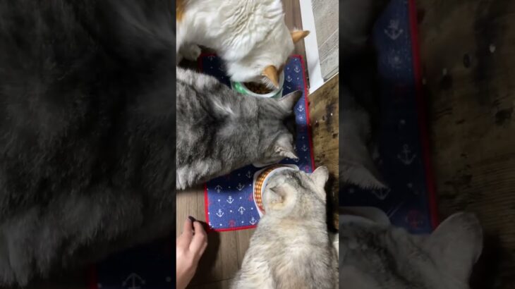 餌の時間が待ち遠しいニャンコ達！おばちゃん猫が糖尿病になってから毎日測って餌をあげています！#もふもふ #ねこのいる生活 #ペット #動物