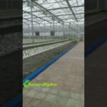 Commercial Hydroponic NFT Grow System