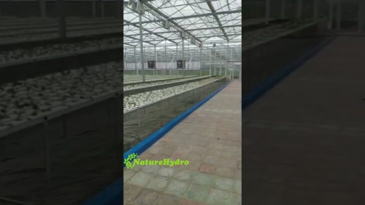 Commercial Hydroponic NFT Grow System