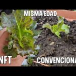 Cual método de cultivo da mejores resultados (cultivo en tierra /cultivo NFT)