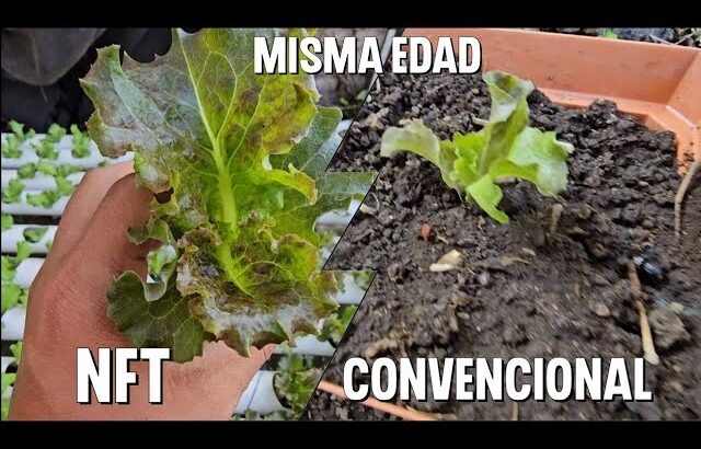 Cual método de cultivo da mejores resultados (cultivo en tierra /cultivo NFT)