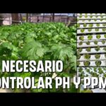 parámetros para el cultivo de lechuga y cilantro NFT (PH y PPM)