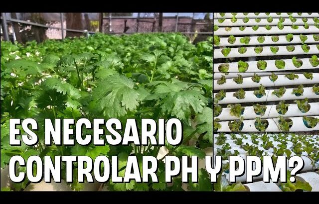 parámetros para el cultivo de lechuga y cilantro NFT (PH y PPM)