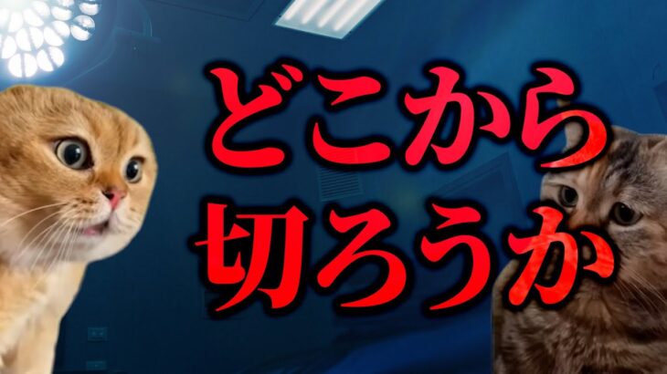 糖尿病で右足を切断した話【猫ミーム】【落下星の部屋】