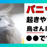 【質問コーナー】鳥さんの糖尿病はどの型が多いの？鳥さんにテフロン加工の成分は有害なの？鳥さんのご飯に野菜などをすりつぶしてあげるほうがいいの？うさぎは朝晩だけ軟便をするの？などにお答えしました！