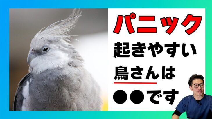 【質問コーナー】鳥さんの糖尿病はどの型が多いの？鳥さんにテフロン加工の成分は有害なの？鳥さんのご飯に野菜などをすりつぶしてあげるほうがいいの？うさぎは朝晩だけ軟便をするの？などにお答えしました！