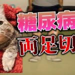 糖尿病で両足を切断した話【猫ミーム】【落下星の部屋】