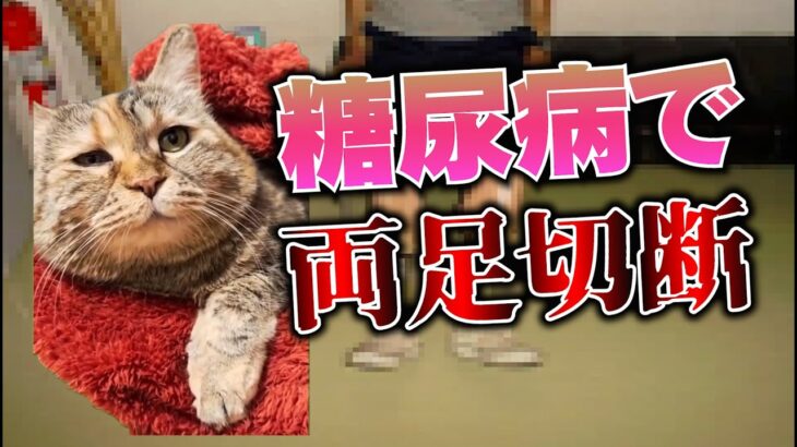 糖尿病で両足を切断した話【猫ミーム】【落下星の部屋】