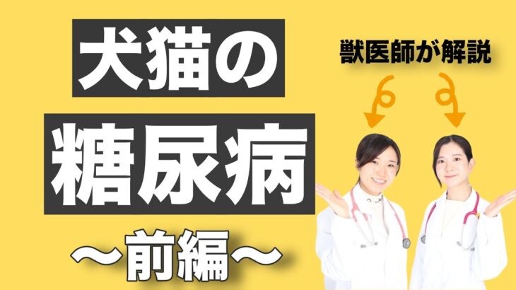 【獣医師が解説】犬猫の糖尿病〜基礎知識編〜