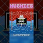 Hushies #1098 #nft