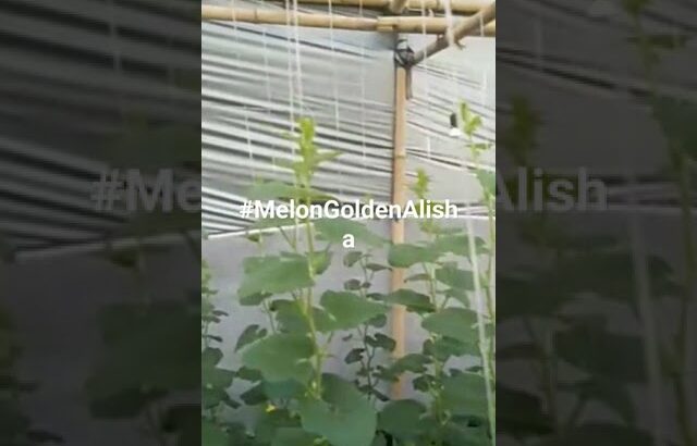 Melon Premium Golden Alisha #melongolden #nft #hidroponikindonesia #hidroponiksederhana