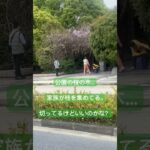 中国駐在員の糖尿病激闘日記　No 407 #中国#上海#桜#枝#切ってるけど