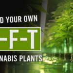 Using NFT for Perfect Cannabis Growth!