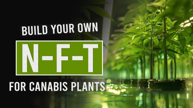 Using NFT for Perfect Cannabis Growth!