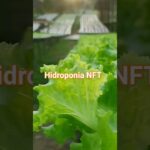 #horta  alfaces coltivada  na hidroponia NFT