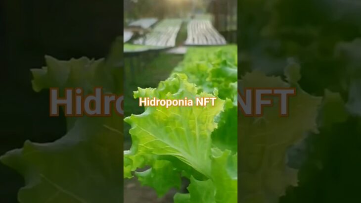 #horta  alfaces coltivada  na hidroponia NFT