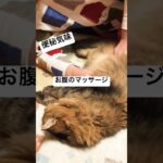 便秘気味 #shorts #cat #ねこ #高齢猫 #猫のいる暮らし #糖尿病 #糖尿病猫