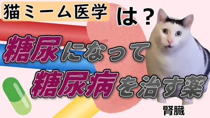 【猫ミームで学ぶ医学】わざと糖尿を起こして糖尿病を治す薬 #猫ミーム