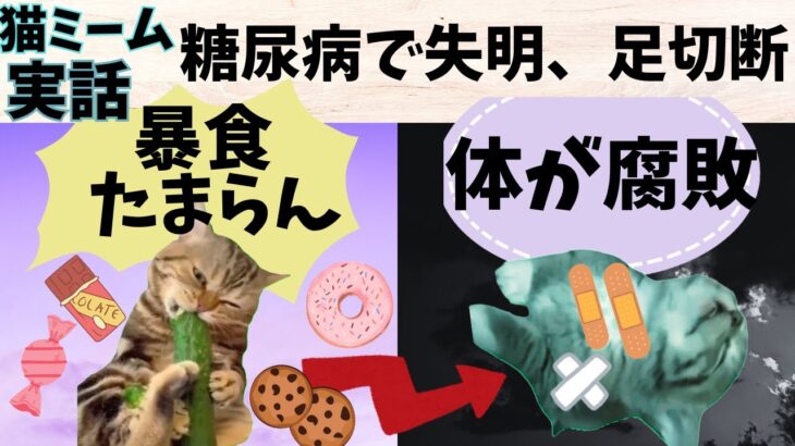 猫ミーム実話　糖尿病で失明、両足切断　 #猫ミーム #実話 　#糖尿病　 #　病気