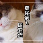 糖尿病猫の経過と尿石症猫の今後