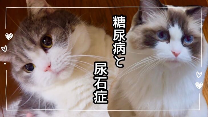 糖尿病猫の経過と尿石症猫の今後