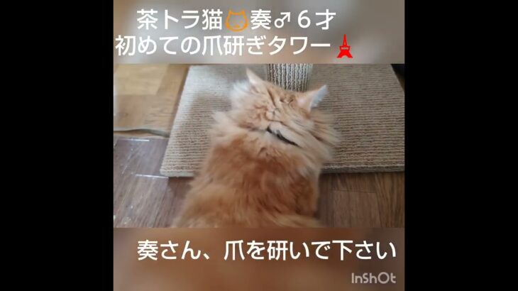 #茶トラ猫 #糖尿病 #爪研ぎ #マタタビ