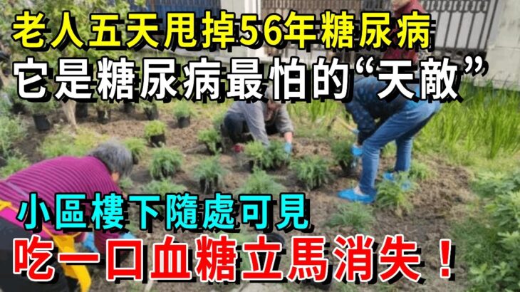 注意！糖尿病最怕的“天敵”，比降糖藥厲害70倍，90歲老人才吃1次，56年的糖尿病自己就不見了，之後血糖再沒升高過！小區樓下邊隨處都有！【養生常談】