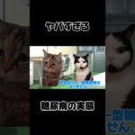 9割が知らない…糖尿病の実態　#猫マニ #cat #猫ミーム #末路