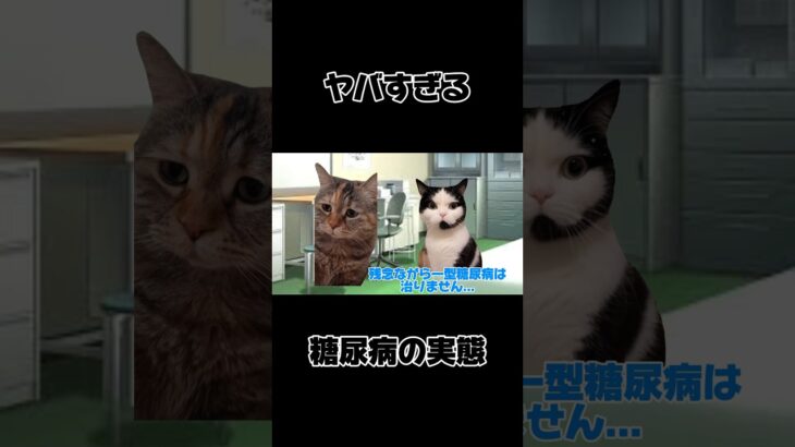 9割が知らない…糖尿病の実態　#猫マニ #cat #猫ミーム #末路