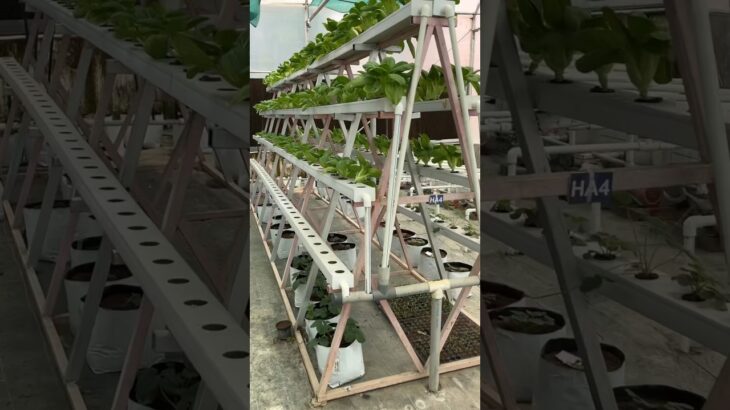 Many plants in nft hydroponics system |Spinch , Mint, Pokchoy , Lettuce, Strawberry, French Beans,