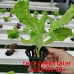 NFT CHANNEL system lettuce growing record video