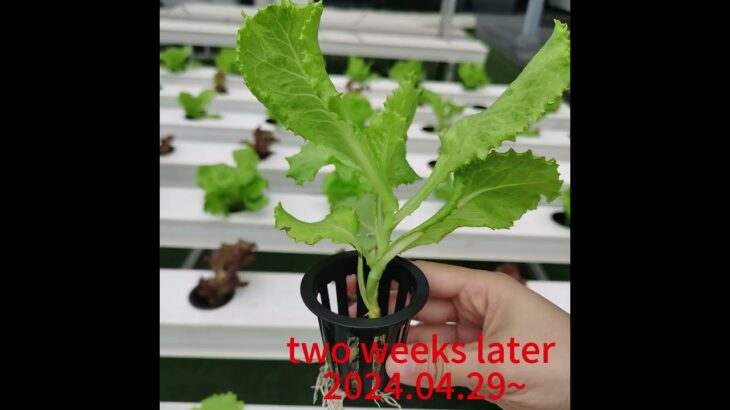 NFT CHANNEL system lettuce growing record video