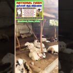 NFT Route #goat #goatfarming #nellorejodipi #bakridsheeps #bakra #bakrid #trending #viral #shorts