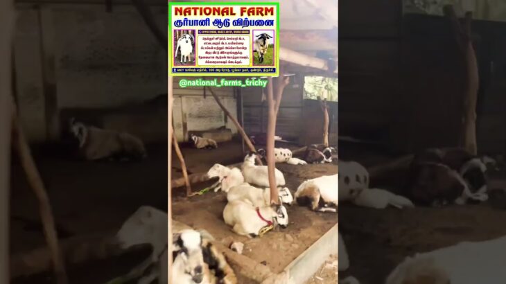 NFT Route #goat #goatfarming #nellorejodipi #bakridsheeps #bakra #bakrid #trending #viral #shorts