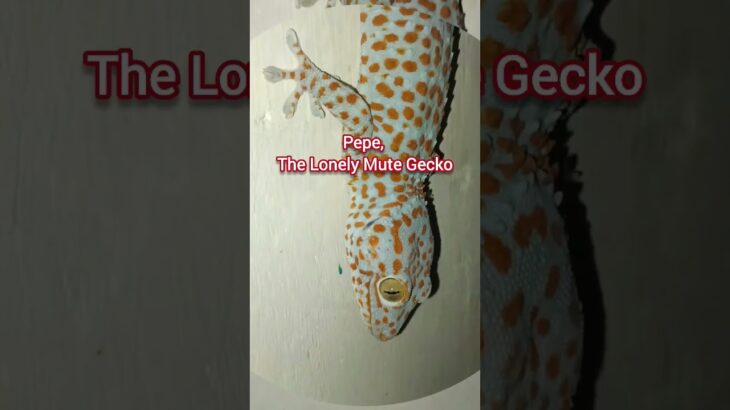 Pepe, The Lonely Mute Gecko

#NFT
#NFTs
#OpenSea
#Metamask
#JimLi
#CapCut