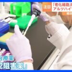 糖尿病治療薬で『老化細胞』除去　アルツハイマー病の新薬にも期待！｜TBS NEWS DIG