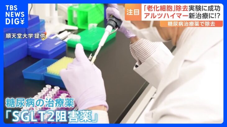 糖尿病治療薬で『老化細胞』除去　アルツハイマー病の新薬にも期待！｜TBS NEWS DIG