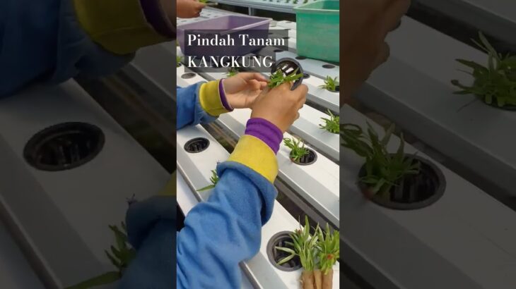 Transplanting Kangkung Hidroponik Menggunakan Hidroponik Sistem NFT #pertanian #belajarhidroponik