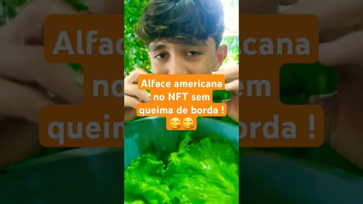 #horta cultivando Alfaces  Americana no NFT com qualidade.