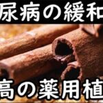 糖尿病の症状を緩和する最高の薬用植物がコレ！症状の悪化や合併症の予防におすすめの薬用植物とは？