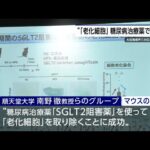 「老化細胞」糖尿病の治療薬で除去 マウス実験で成功 順天堂大